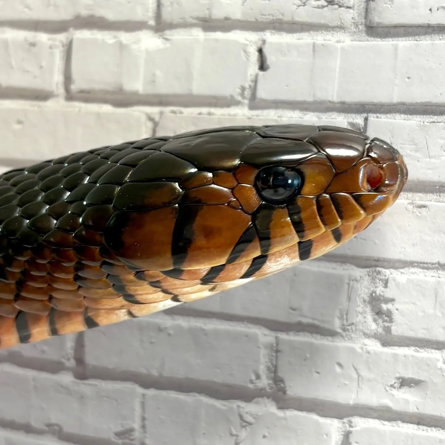 超希少✨ナミヘビ界の王👑