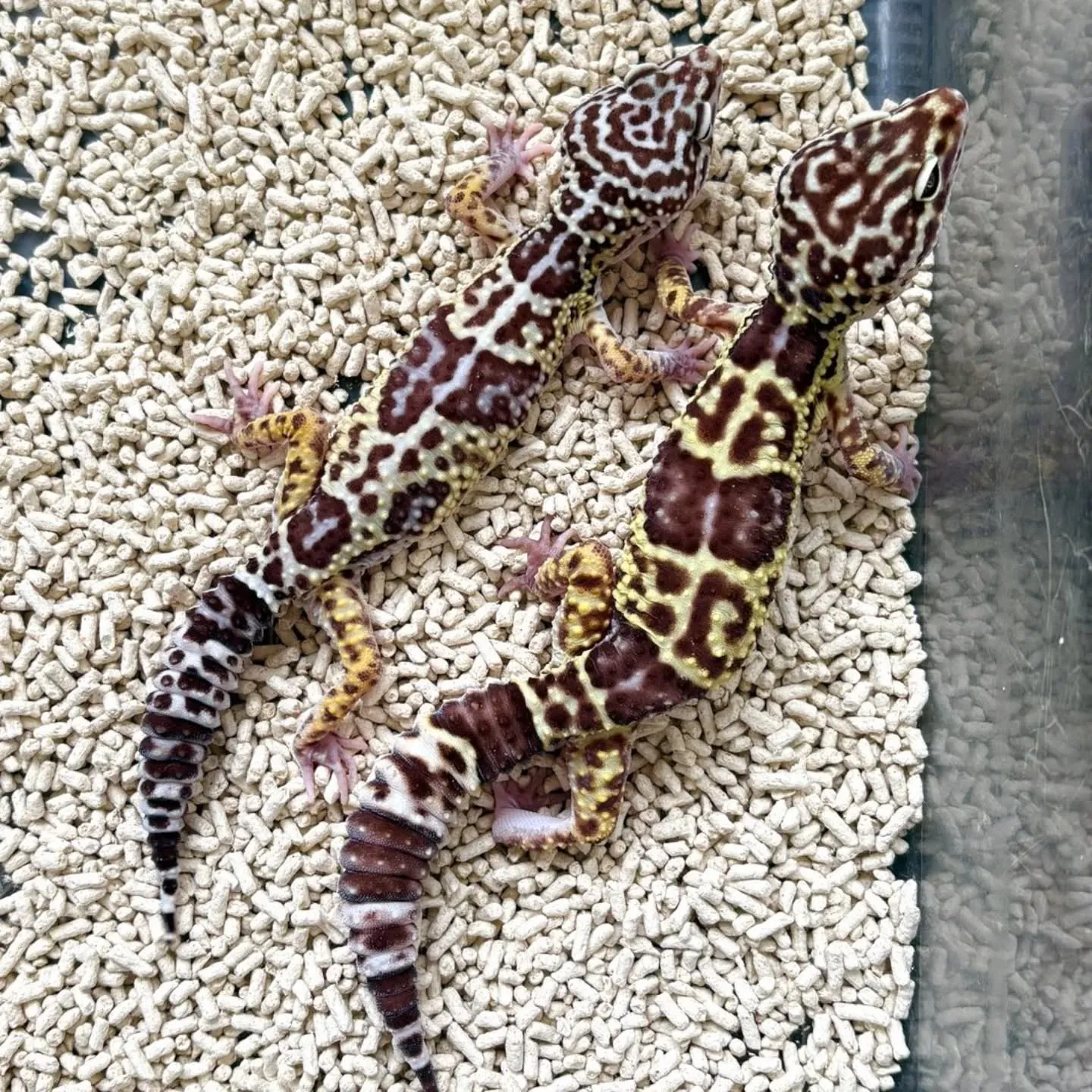 #オバケトカゲモドキ #チョガ