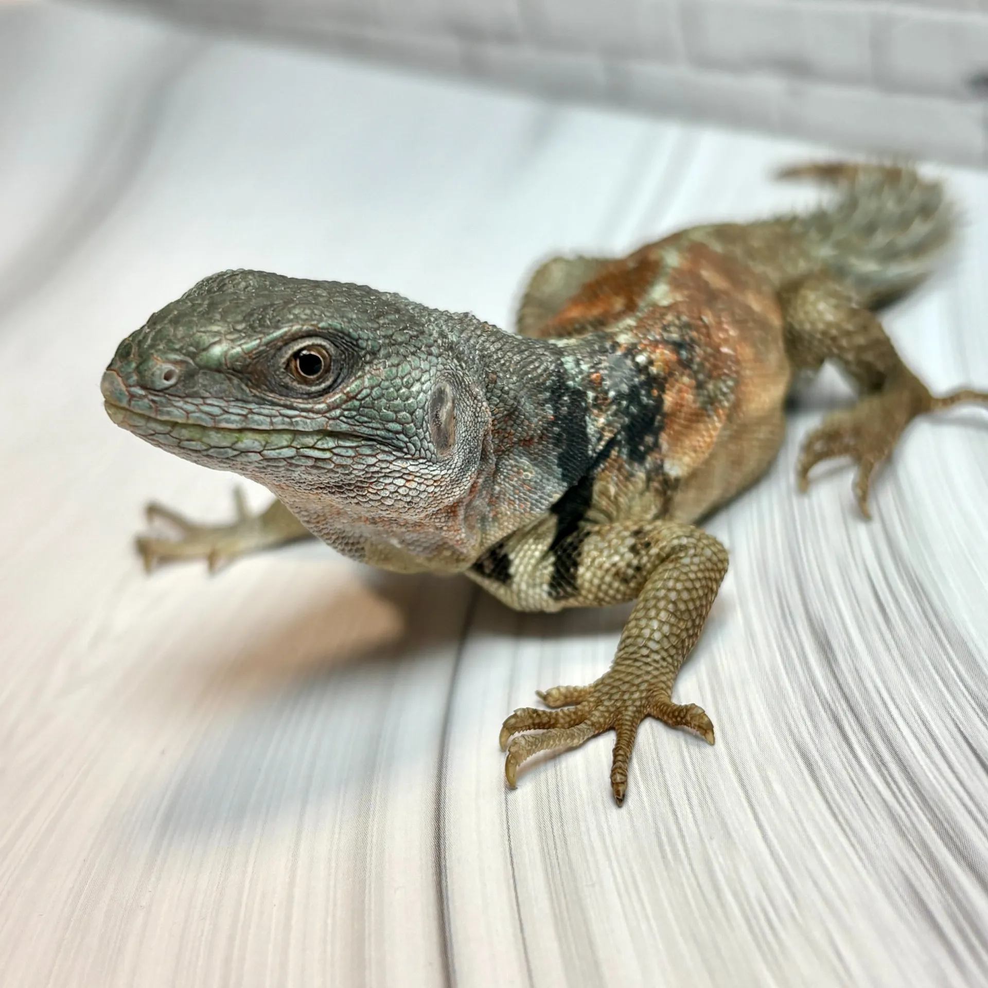 ユカタントゲオイグアナ♂