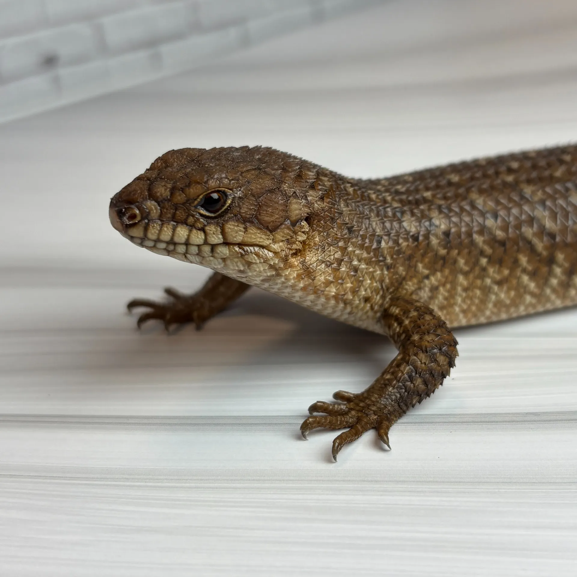 ストケスイワトカゲ千葉cb