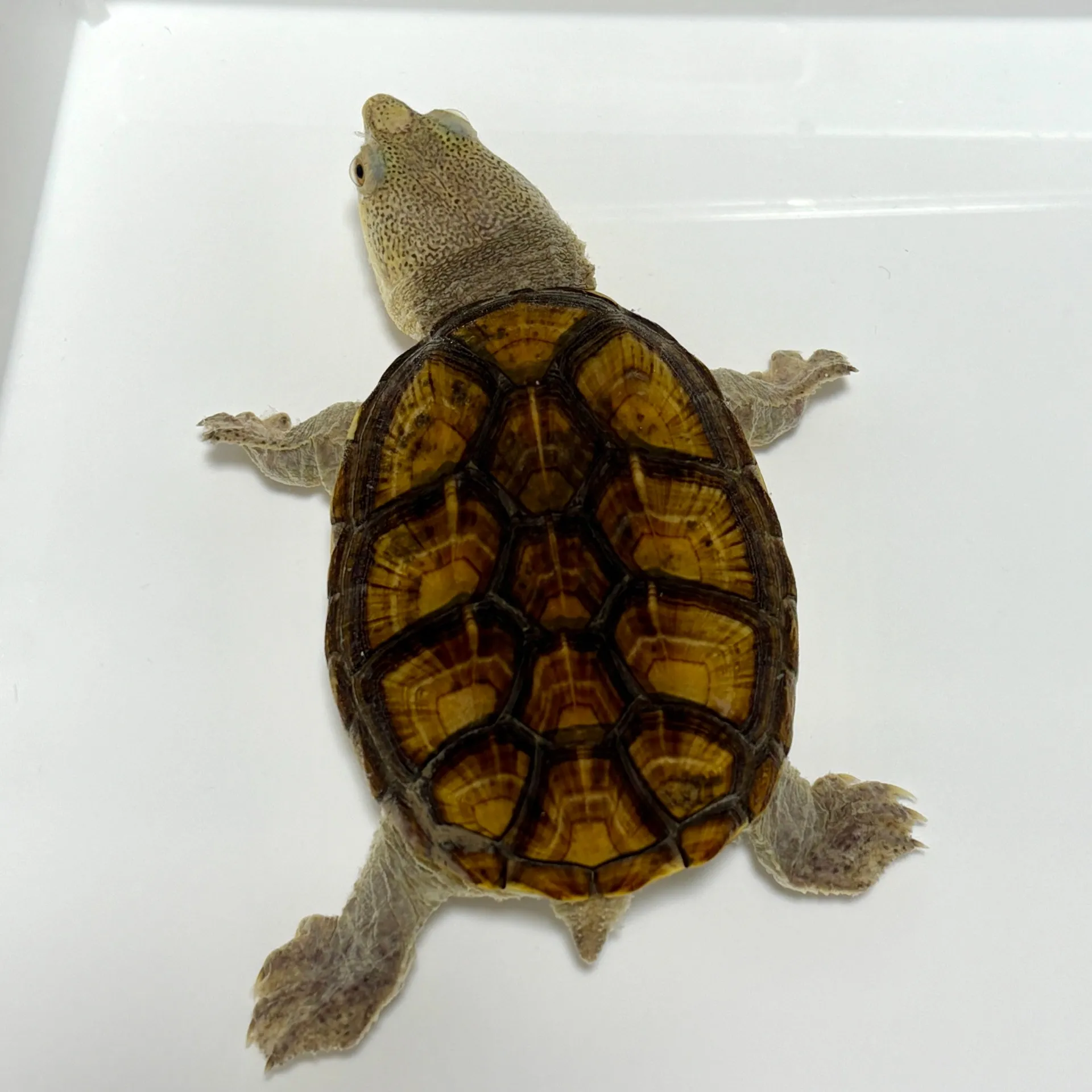 ハラガケガメWF1