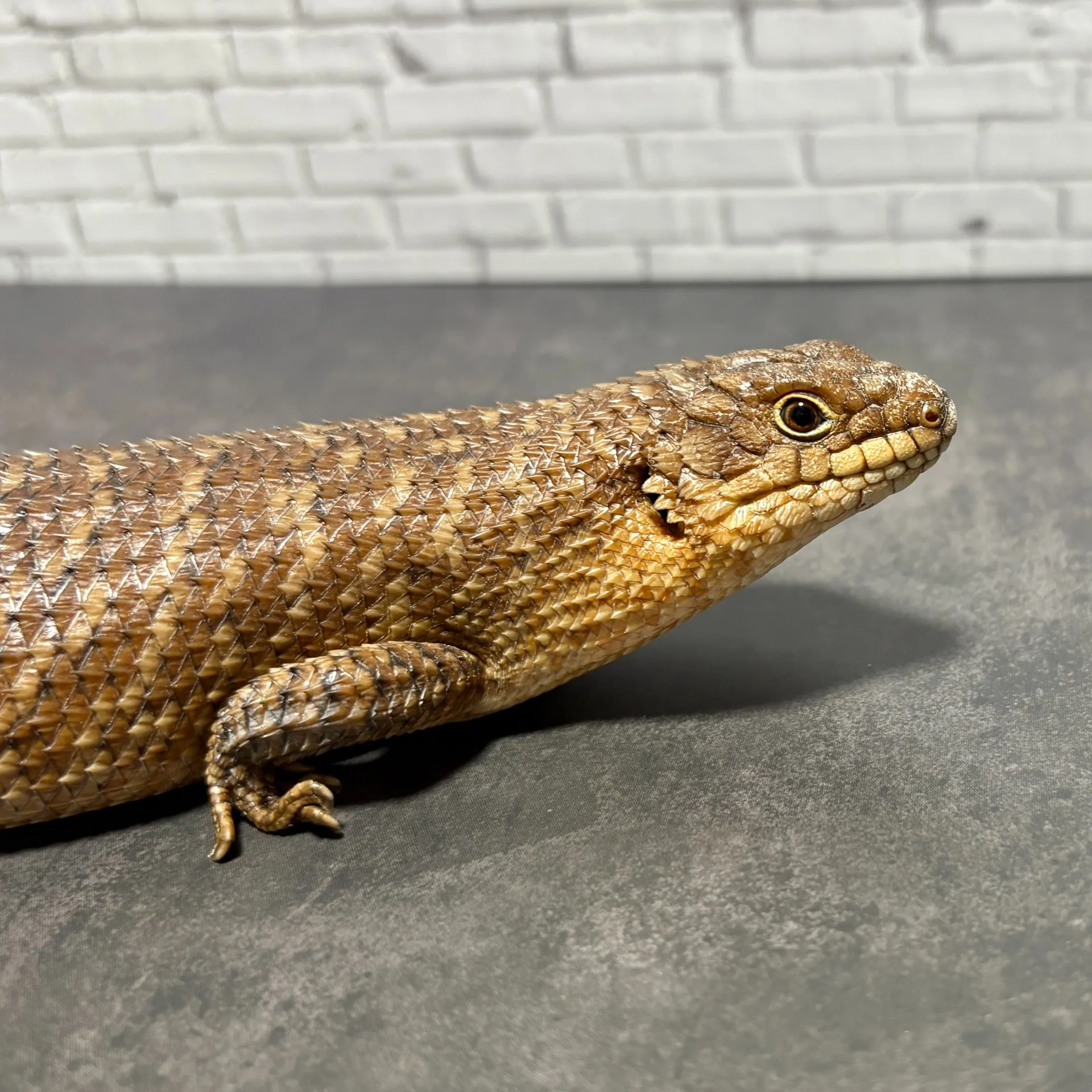 ストケスイワトカゲ24cb(BIGサイズ)