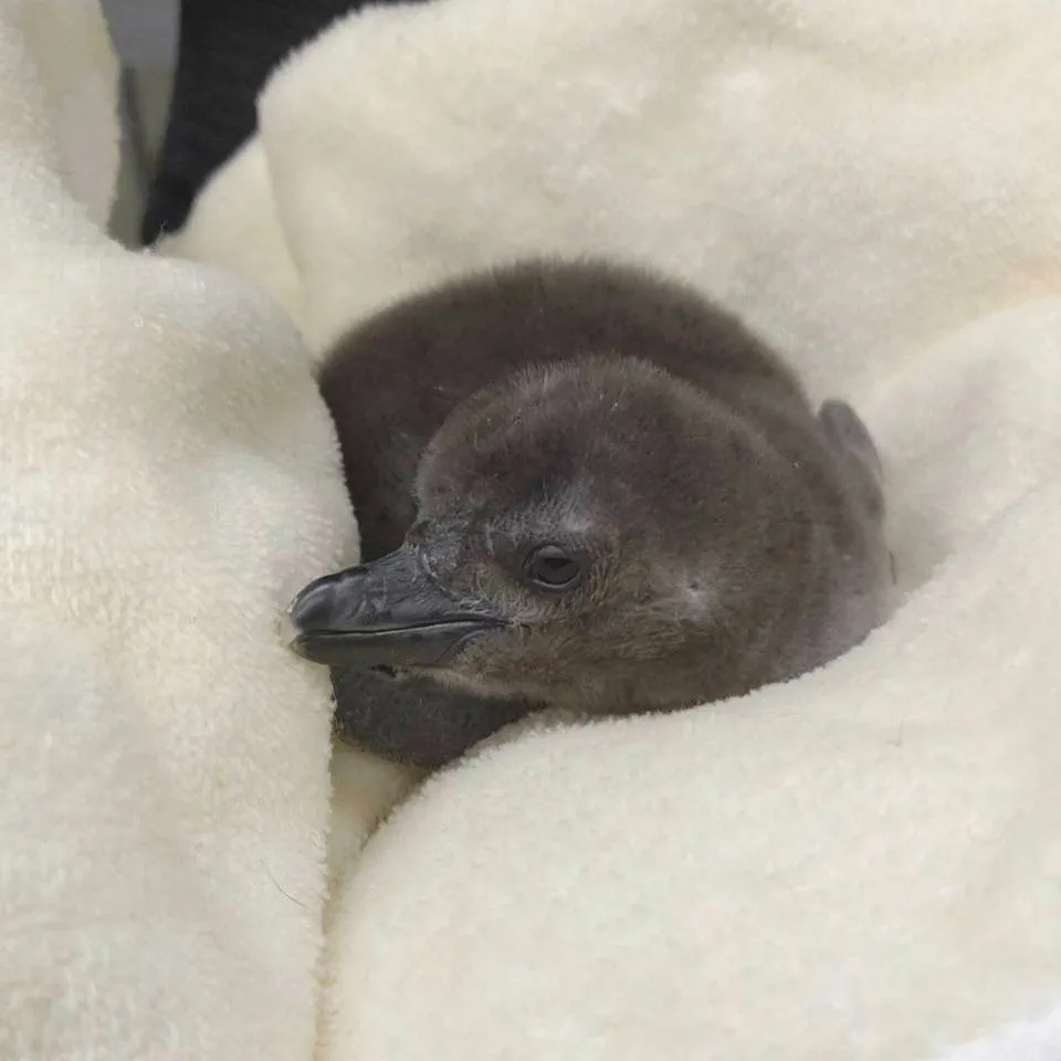 ケープペンギン(国内CB)予約制