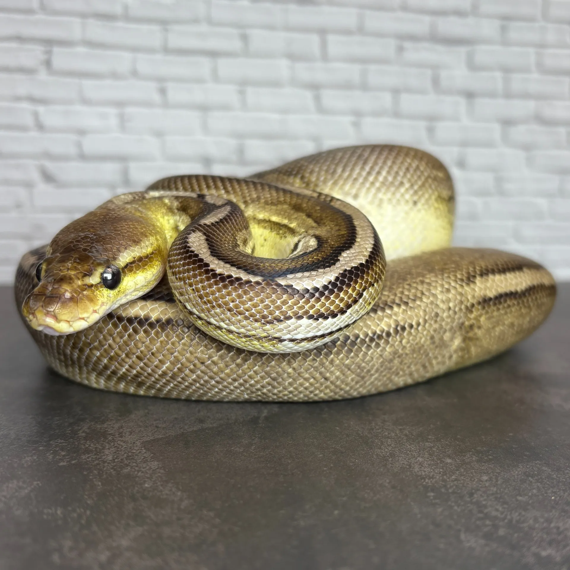 GHIシナモンパステルMJアザン50hetパイ♂