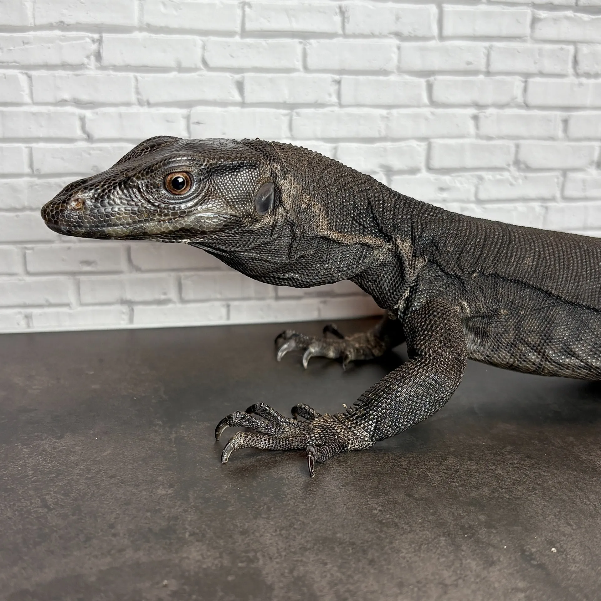 メラニスティックサルバトールモニター65cm