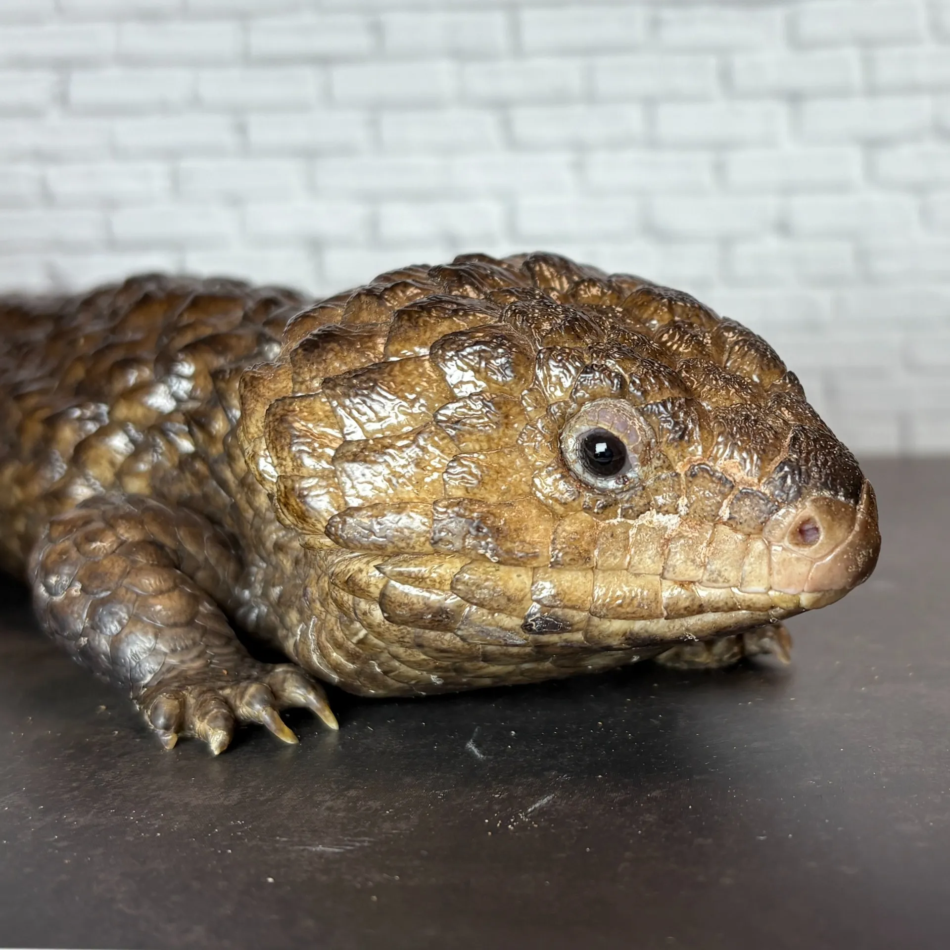 ヒガシマツカサトカゲ(アスパー) ペア