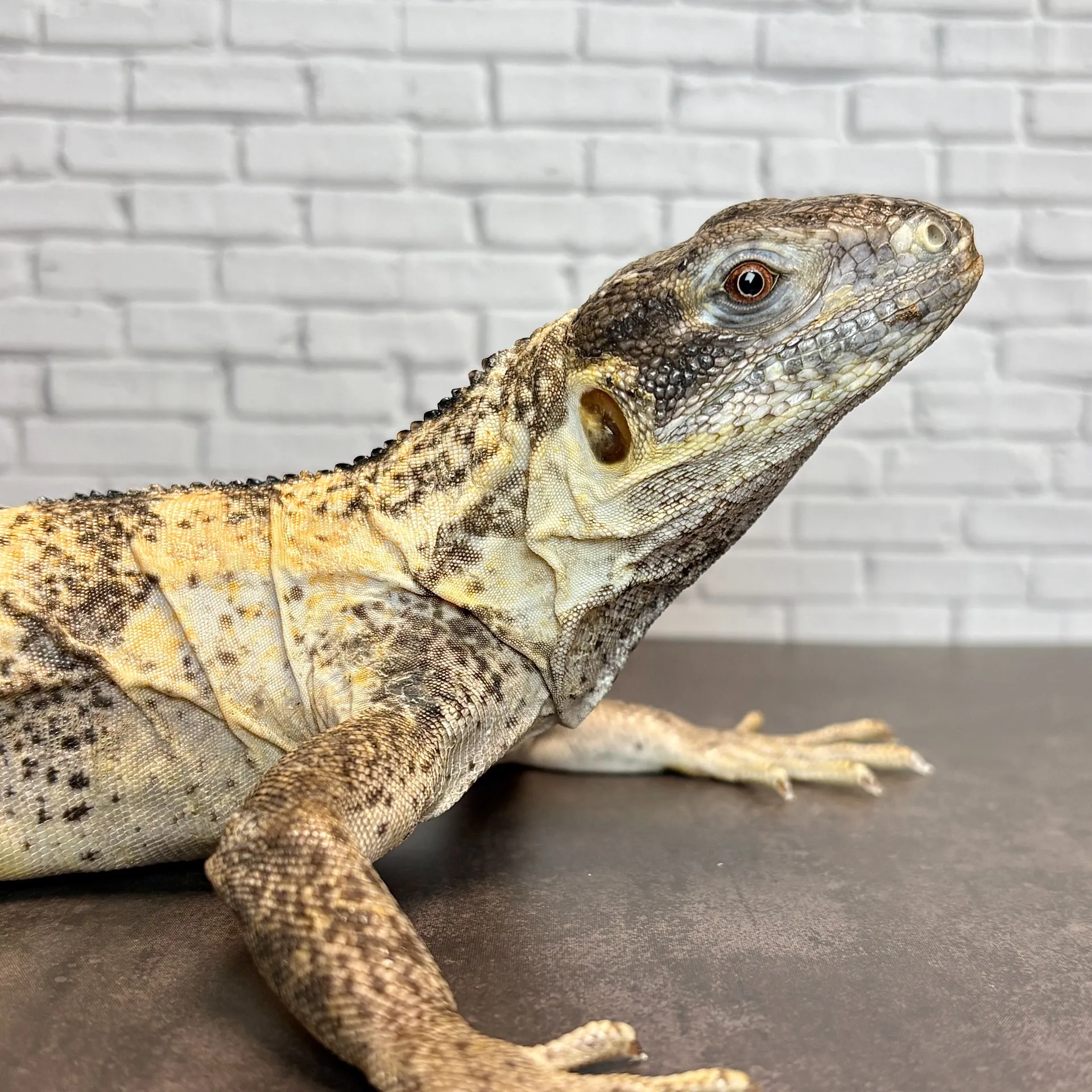 パンダパイドトゲオイグアナ