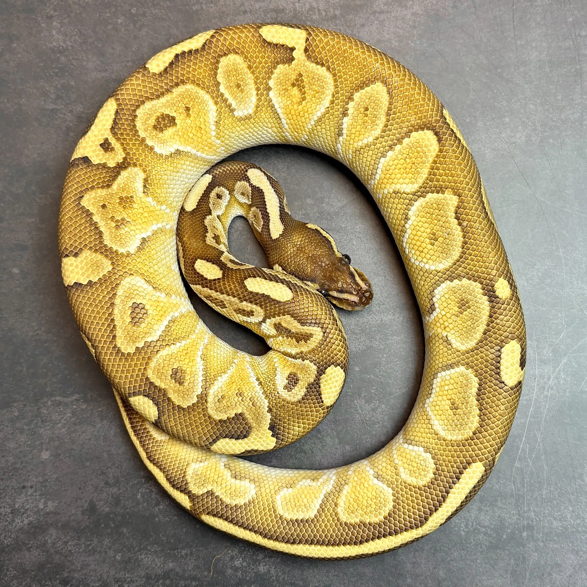 ボールパイソン バター♂