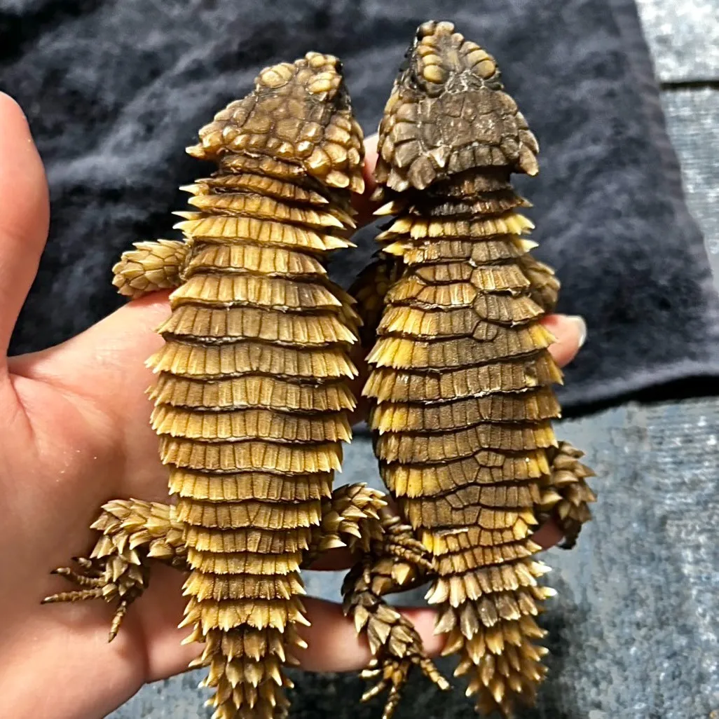 アルマジロトカゲ♂(23年CB)