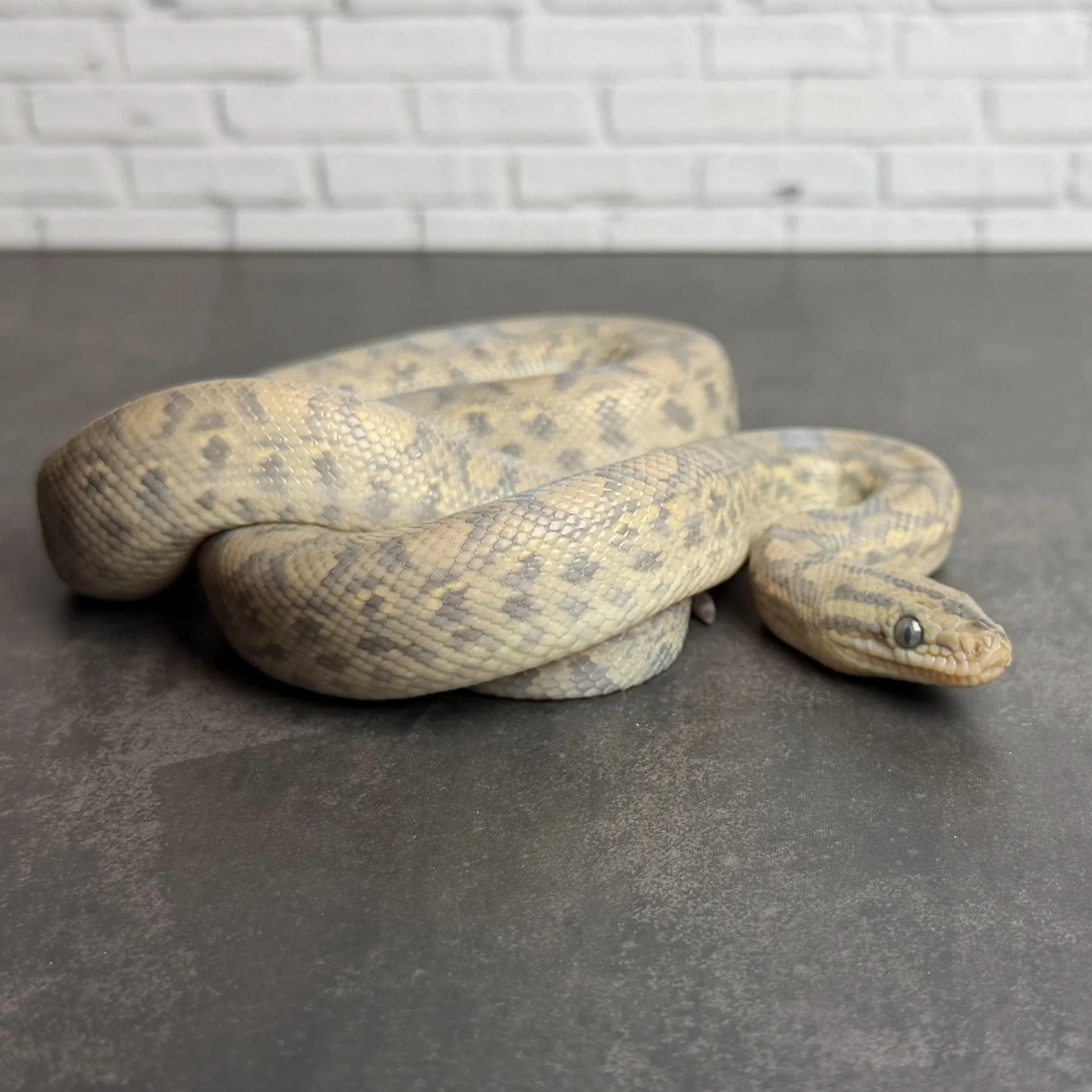 コロンビアレインボーボア アザンティック♂(58cm)