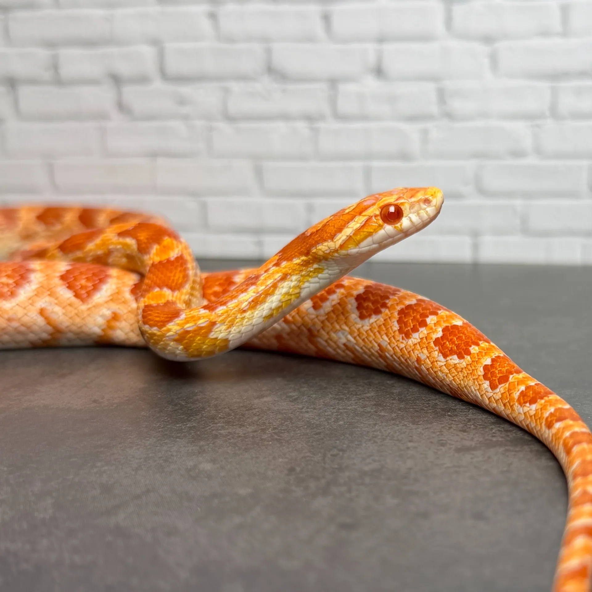 コーンスネーク アメラニ hetパルメットアネリphetラベンダー♂ 24CB(75cm)