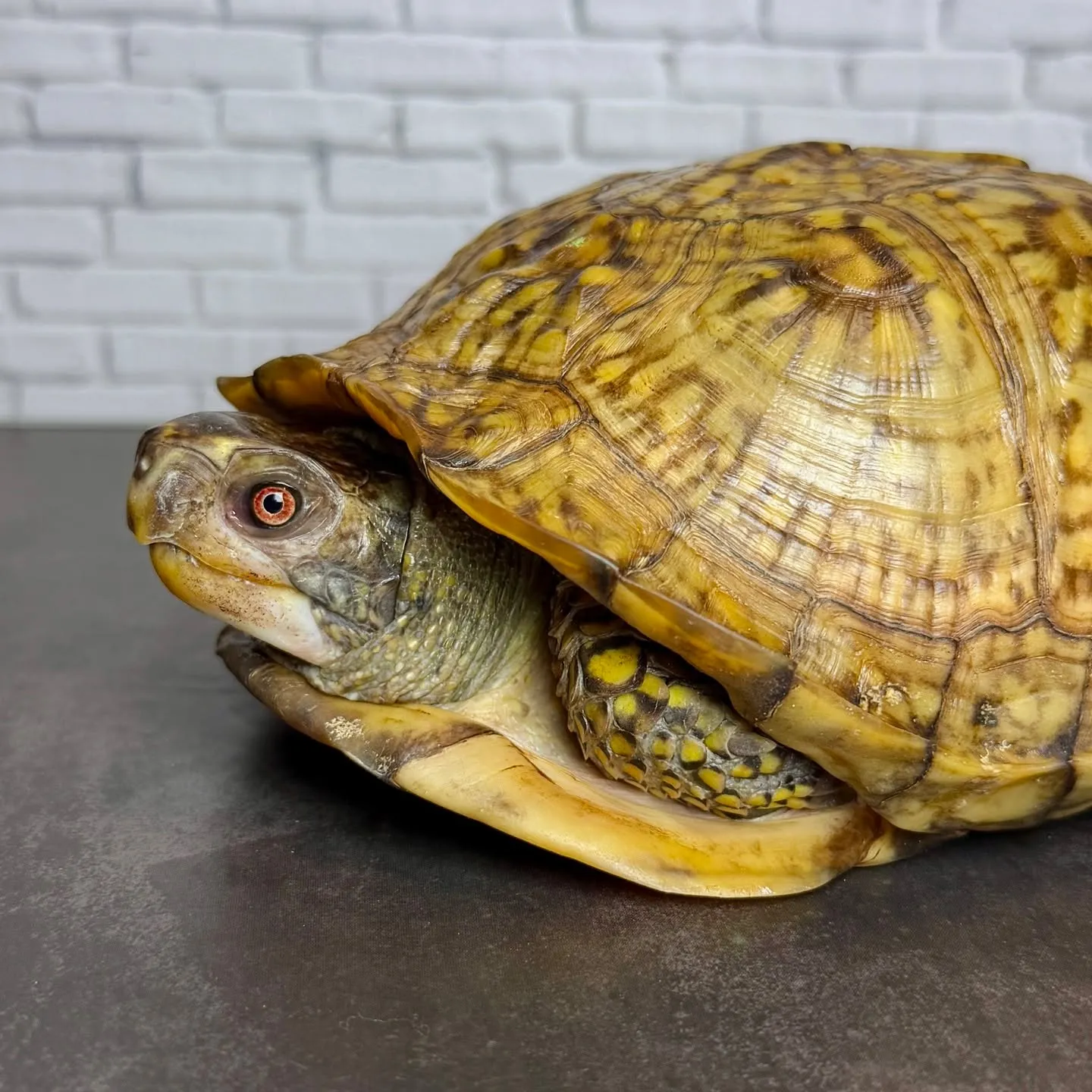 🔥ガルフコーストハコガメ(非売)