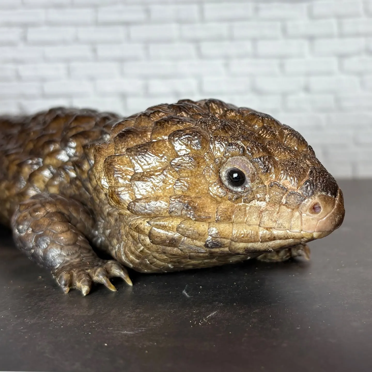 🔥ヒガシマツカサトカゲ(アスパー)