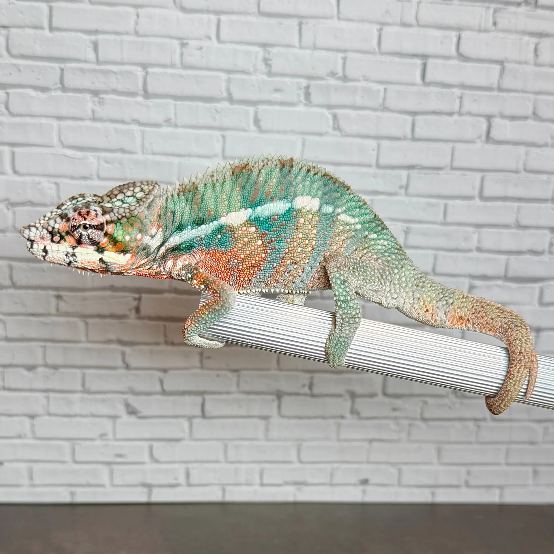 パンサーカメレオン アンビローブ