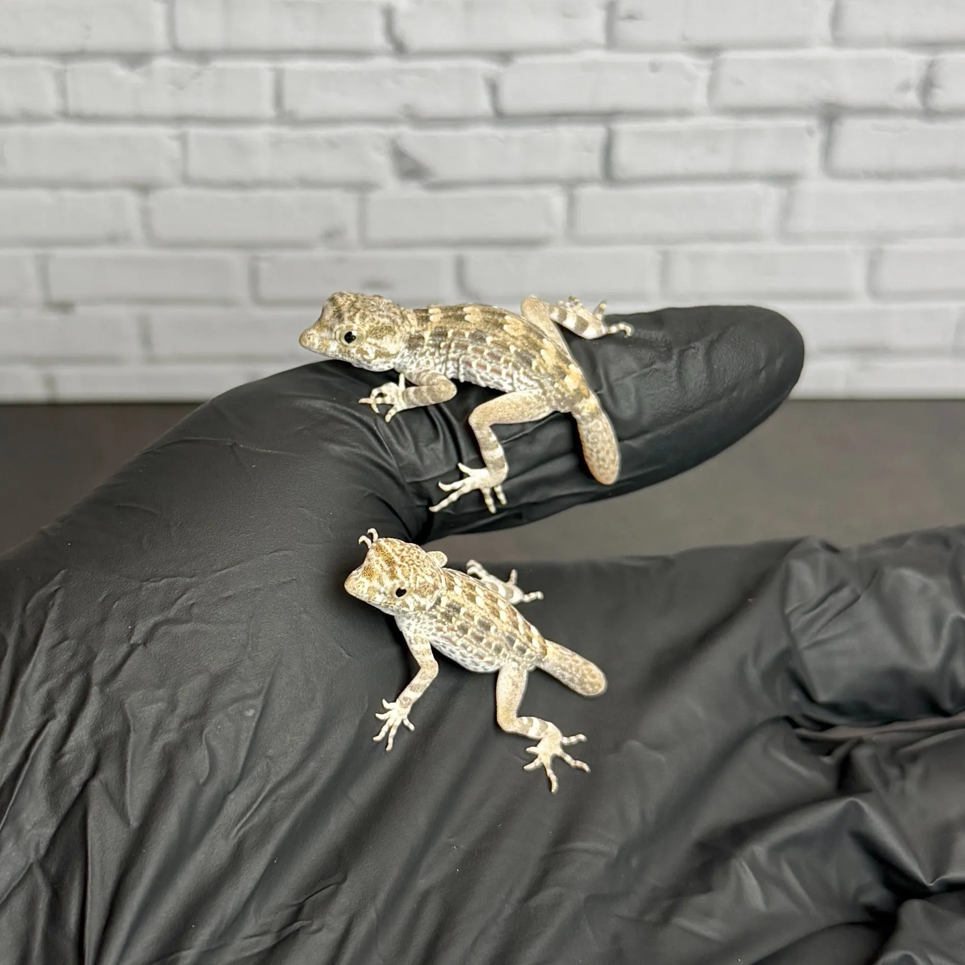 カータートゲオヤモリ ベビー(再生尾)