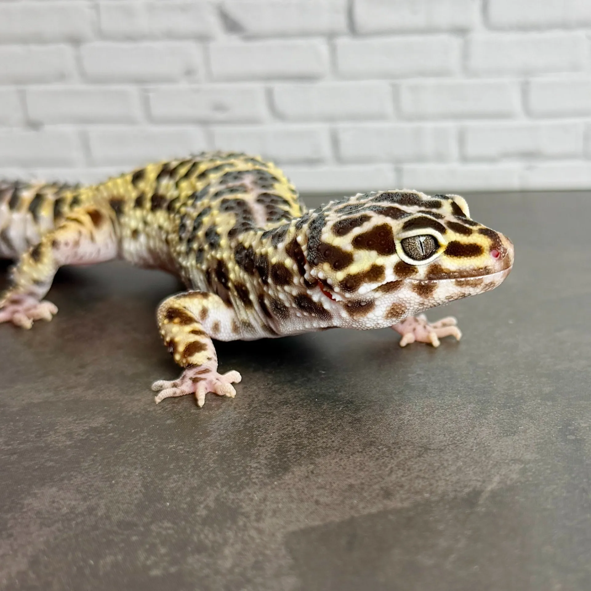 ヒョウモントカゲモドキ マックスノー♀