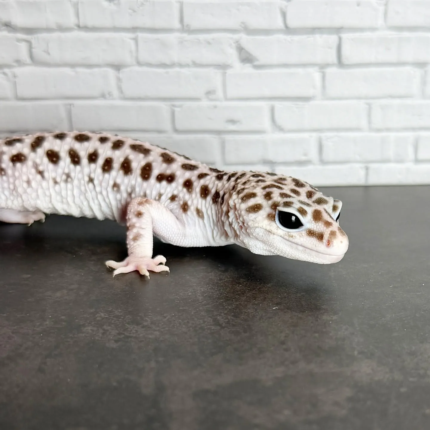 🔥ヒョウモントカゲモドキ スーパーマックスノー♂