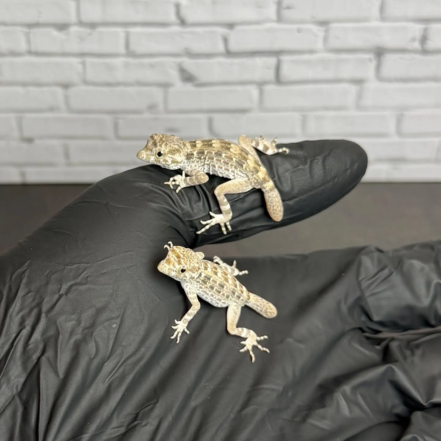 🔥カータートゲオヤモリ ベビー(再生尾)