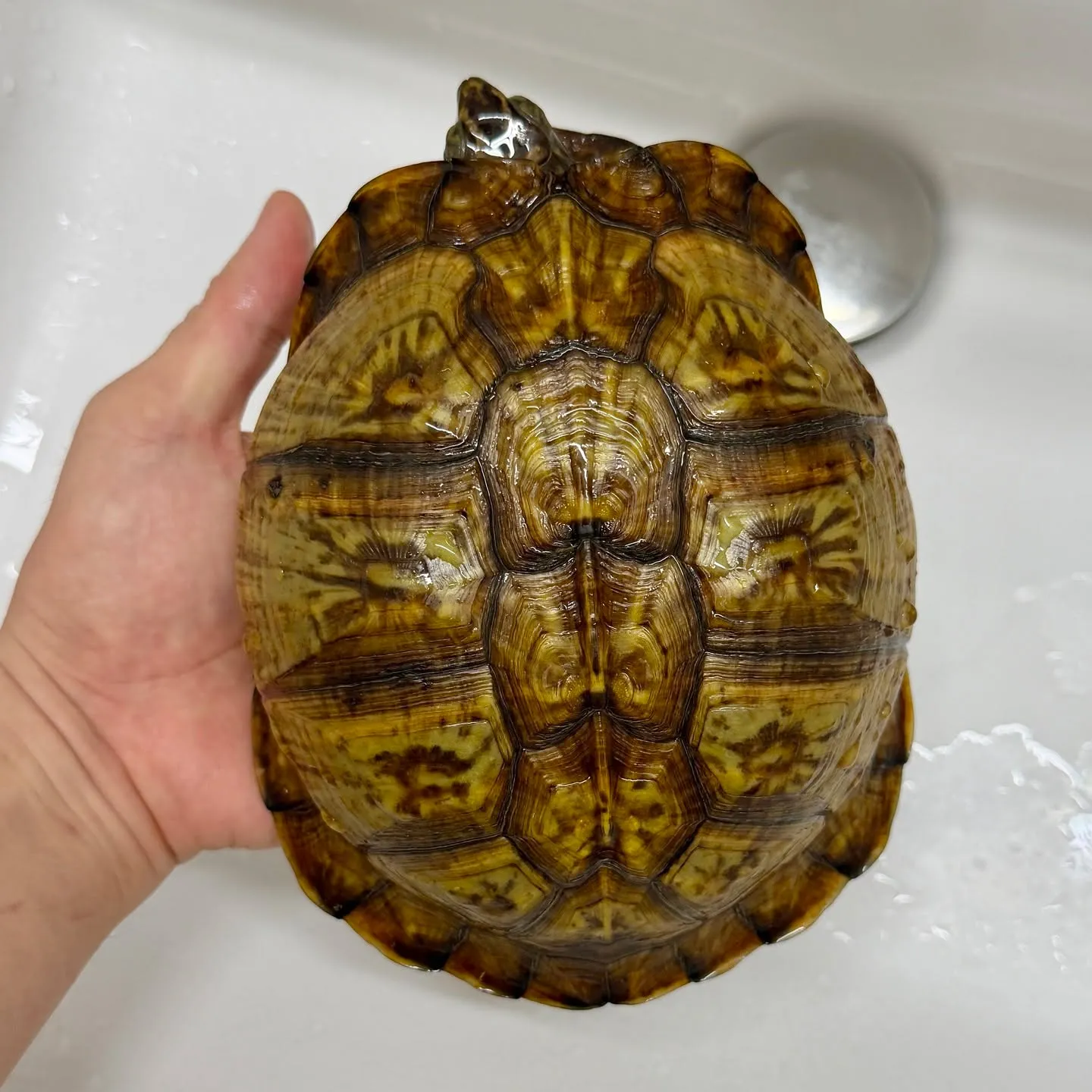 🔥飼育記録