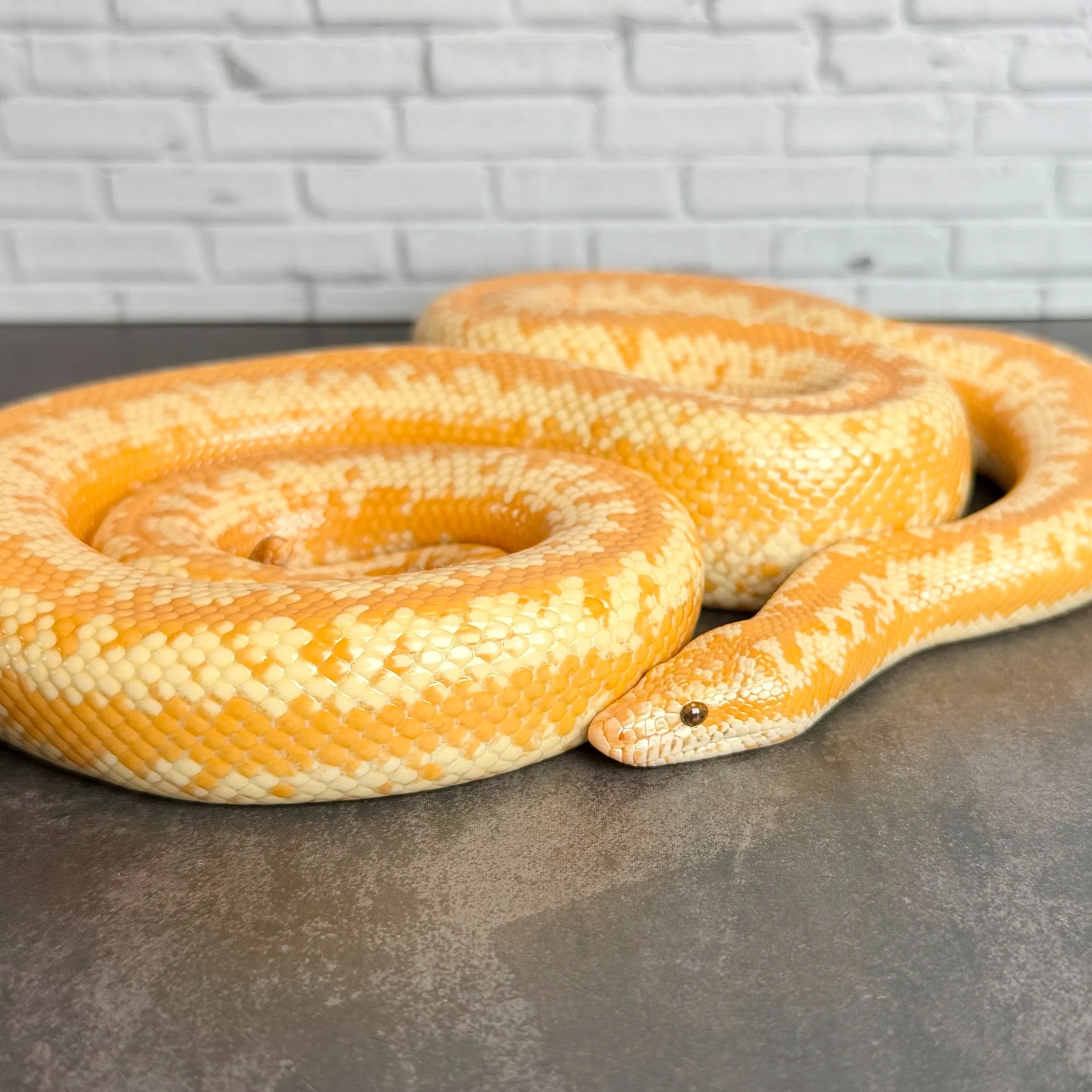 🔥ロージーボア アルビノhetスノー♀(77cm)