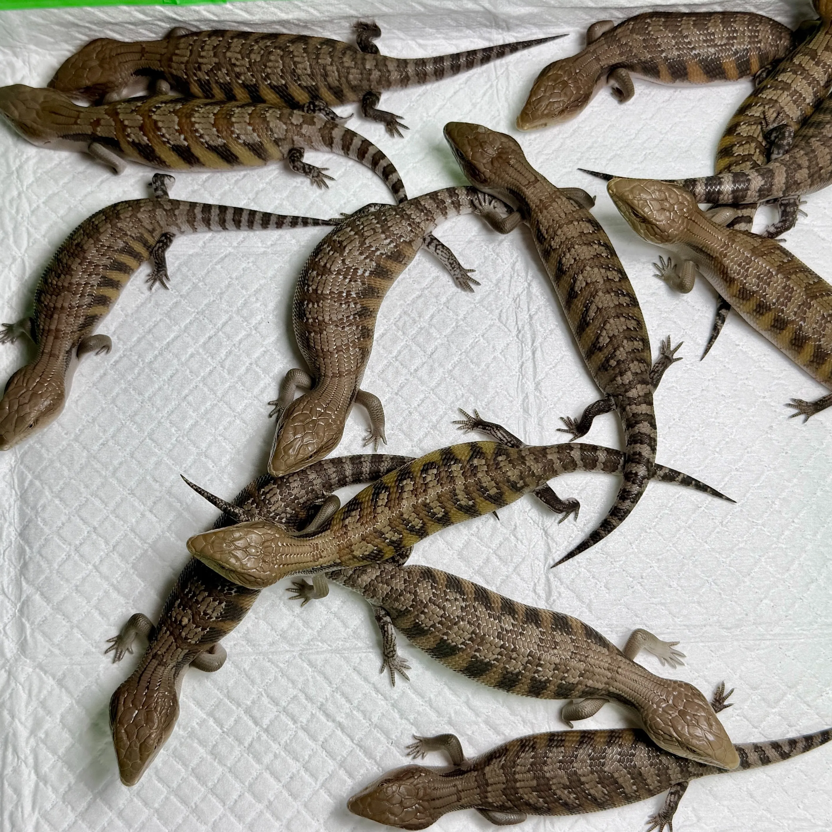 5月末生まれのキタアオジタ赤ちゃんず👶