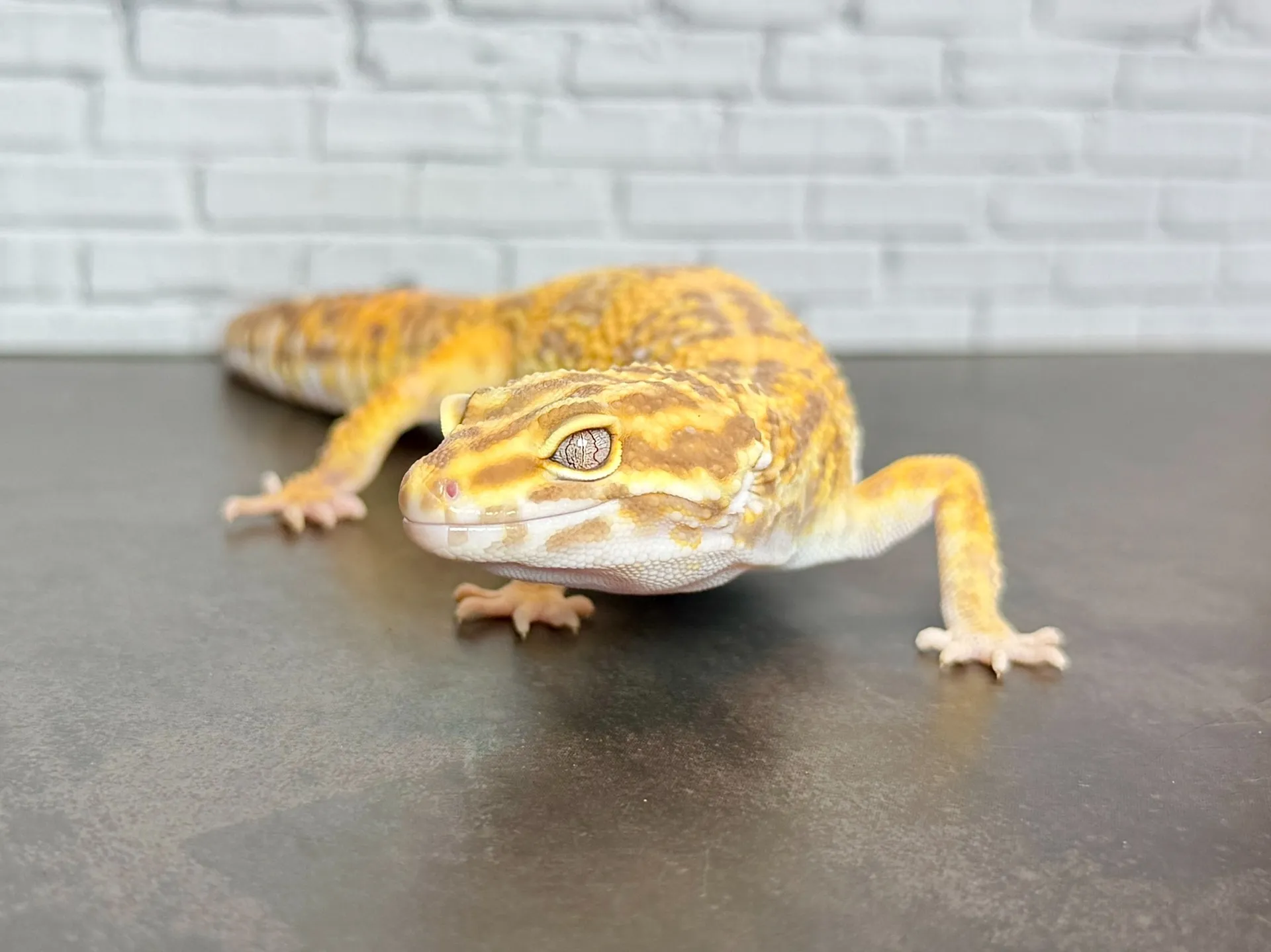 ヒョウモントカゲモドキ トレンパーアルビノ(レッドボーンライン)♀