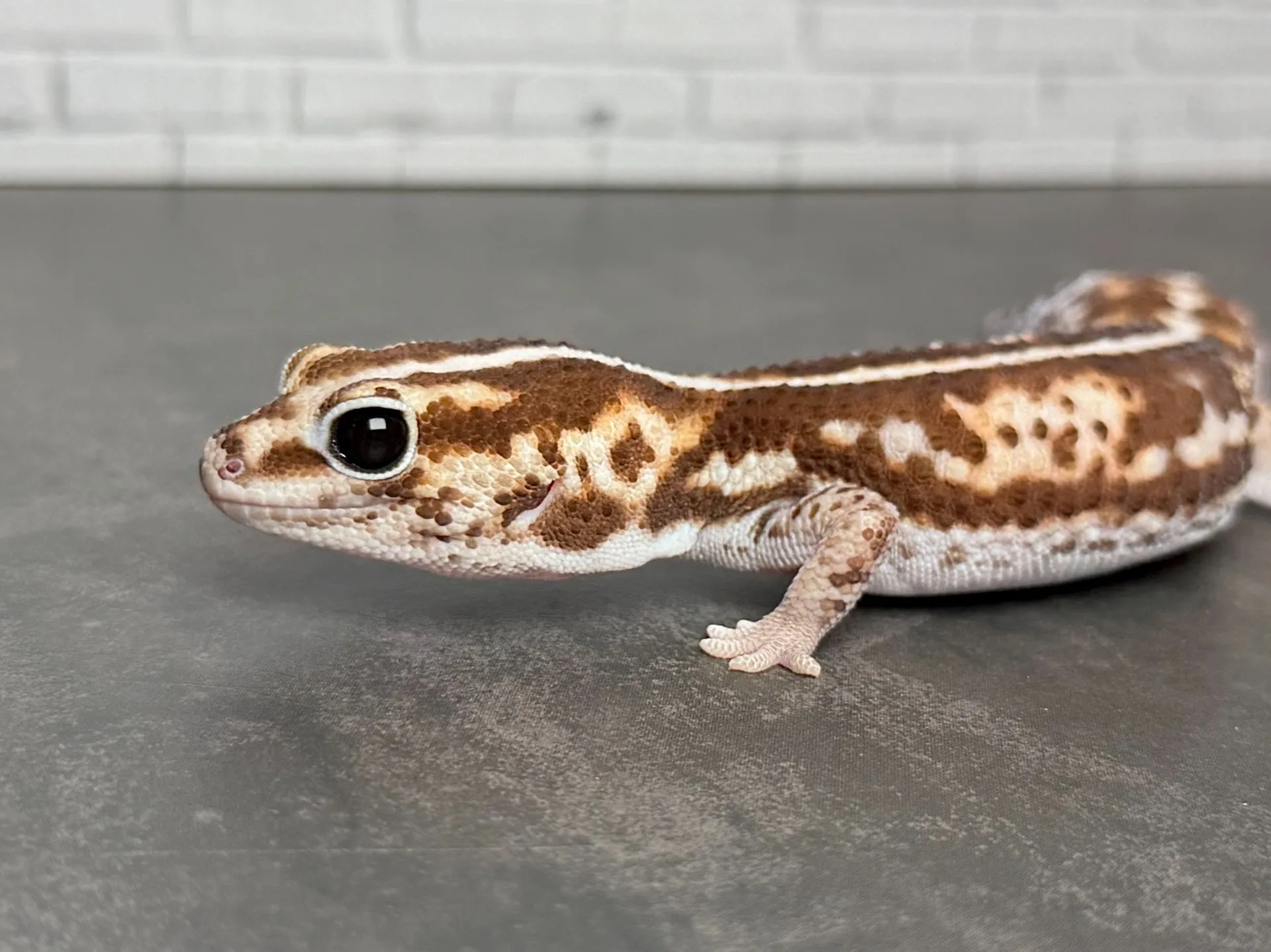 ニシアフリカトカゲモドキ ホワイトアウト♀