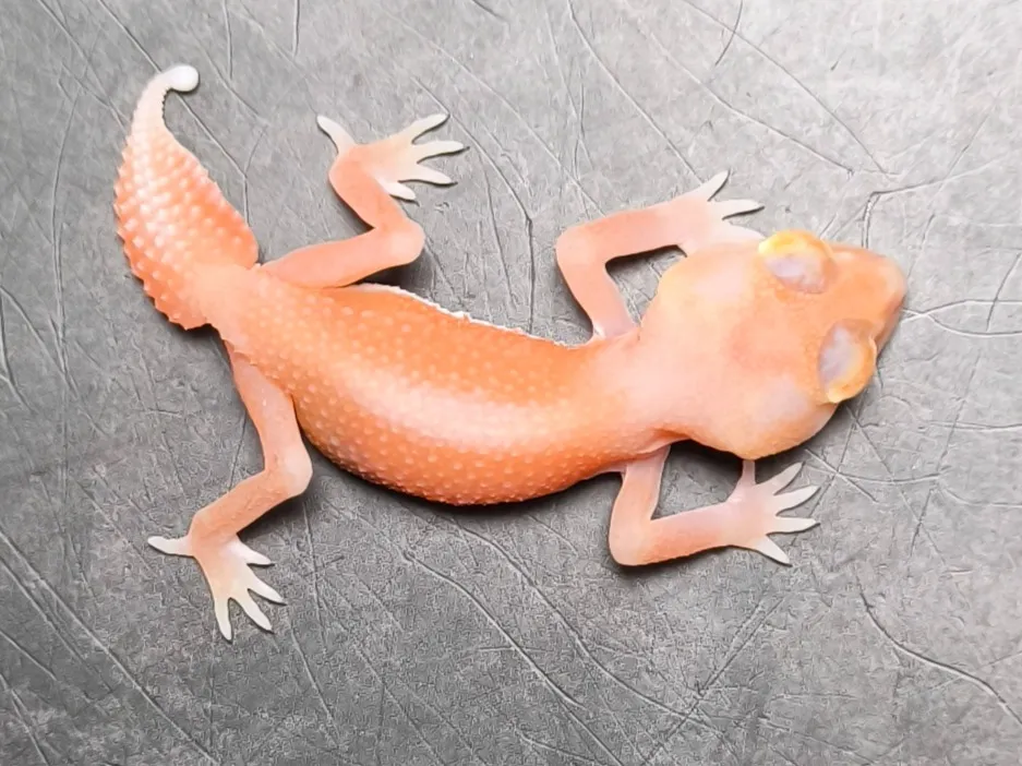 ナメハダタマオヤモリ アルピノパターンレス