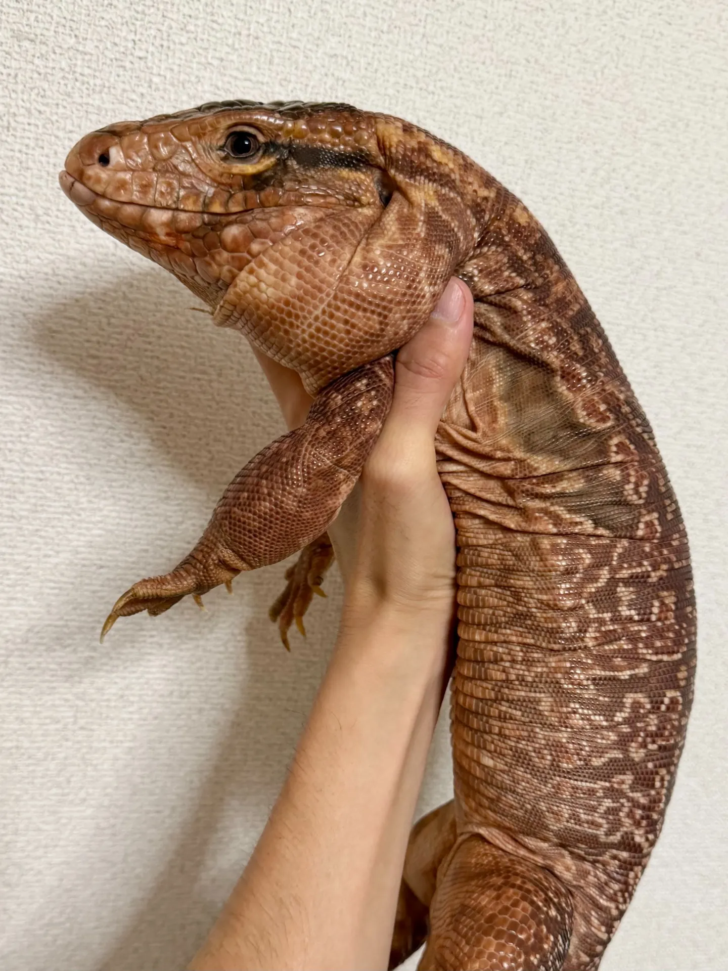 ベタ慣れレッドテグー♂